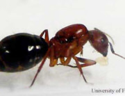 Carpenter Ants