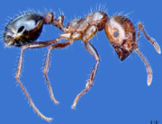 White Footed Ants