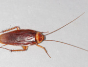 American Cockroach