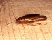 German Cockroach