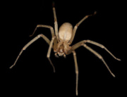 Brown Recluse Spider