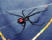 Southern Black Widow Spider