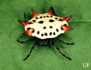 Spineybacked Orbweaver Spider